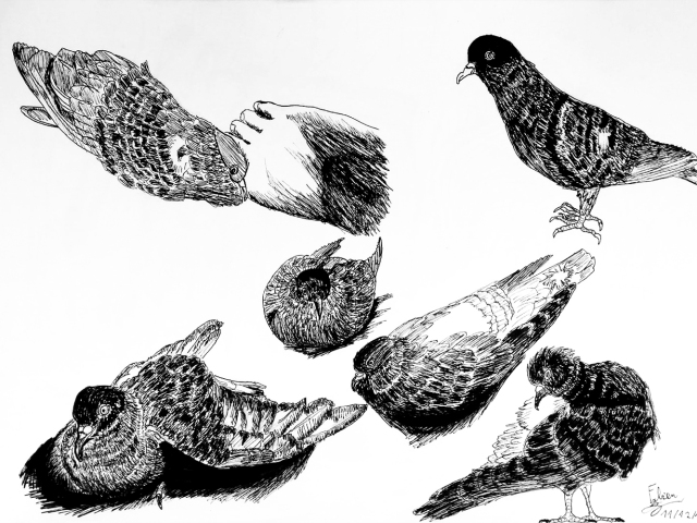 Portrait d’animal de compagnie : Pigeon